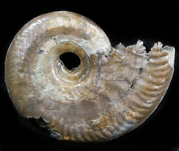 Iridescent Sublunduloceras Ammonite Fossil - Russia #34599